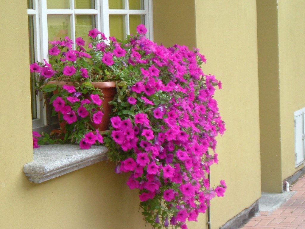Hotel Del Fiume Cannobio Zewnętrze zdjęcie